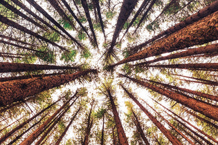  pine-trees
